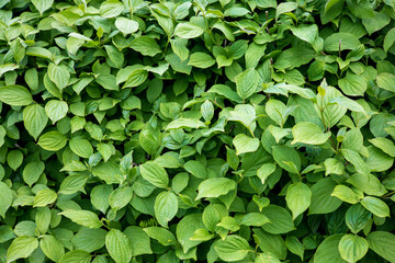 Beautiful dense background of green leaves of a beautiful shrub in the city garden. The concept of...