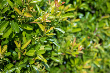 A beautiful background of juicy green leaves of a shrub in a city park on which the bright summer sun shines. The concept of landscaping landscape design