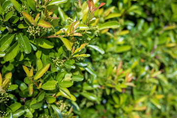 A beautiful background of juicy green leaves of a shrub in a city park on which the bright summer...