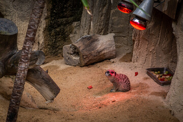 Young Meerkat or Suricata suricatta can be seen sitting under a heat lamp to keep warm on a wet day...