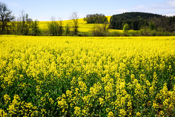 Field of yellow rapeseed brassica napus crop covering field and hillside on rural agricultural land in the Pacific Northwest