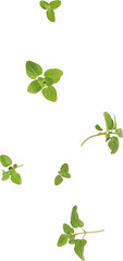 flying oregano leaves