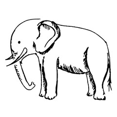 Elephant. A wild animal. Nature. A sketch. A hand-drawn drawing. A design element. Clip-Art