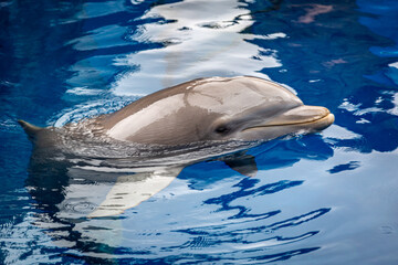 Obraz premium Bottle nose dolphin in a aquarium, Image shows a 13 year old female dolphin swimming around in her pool wither her head out of the water looking at the camera in Spain 