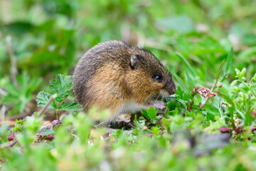 Closeup of wild Pacific jumping mouse Zapus trinotatus in natural environment