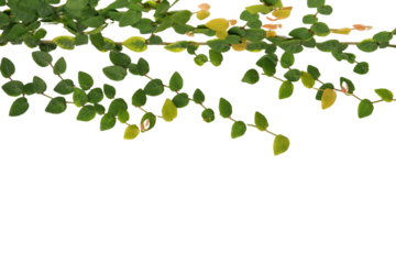 Creeper in love with the wall foliage vegetation