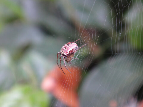 Zilla orb-weaver spider (Zilla diodia), female in her web