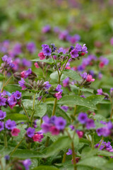 Lungwort ( lat. Pulmonaria ) is a genus of low perennial herbaceous plants of the Borage family