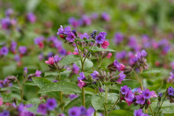 Lungwort ( lat. Pulmonaria ) is a genus of low perennial herbaceous plants of the Borage family