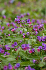 Lungwort ( lat. Pulmonaria ) is a genus of low perennial herbaceous plants of the Borage family