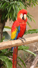 Macaw birds