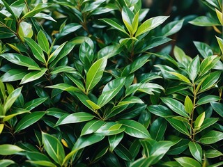 green leaves background