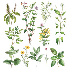 Collection of various types and shapes of green leaves and yellow flowers on a transparent background