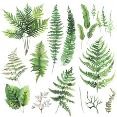 Green leaves of different plants on a transparent background. The image is suitable for use in advertising.