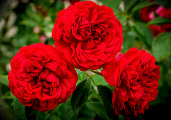 Close up of dewy red roses on a spring morning near Phoenix Arizona