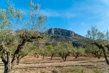 Beautiful olive trees on a field in the morning