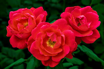 Close up of dewy red roses on a spring morning near Phoenix Arizona
