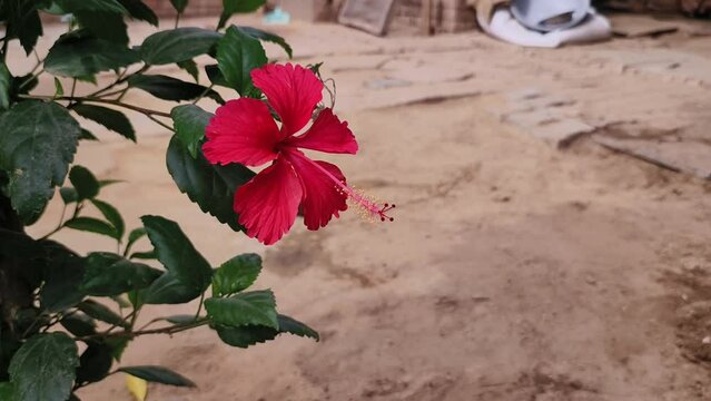 Red hibiscus flower plant selective focus on natural background.
