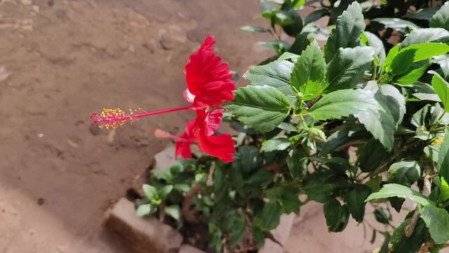 Red Hibiscus flower scientific name Hibiscus rosa-sinensis selective focus on natural background 