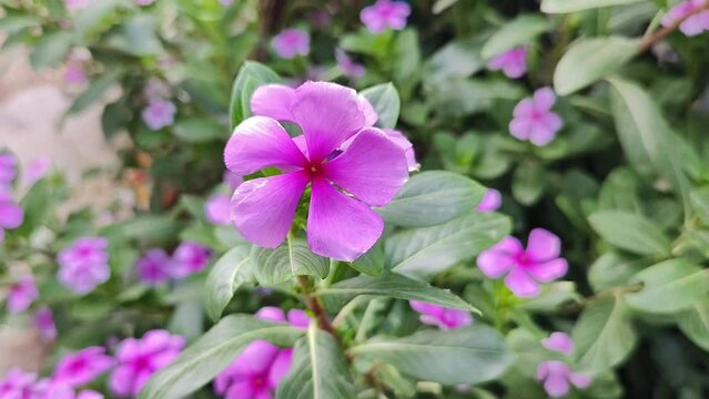 Madagascar periwinkle scientific name catharanthus roseus top view selective focus on natural garden background.