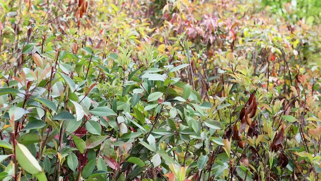 Spring-Summer Images – Browse 4,290 Stock Photos, Vectors, and Video ...