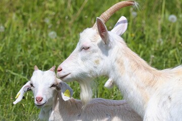 Ziegenmutter mit kleiner Ziege
