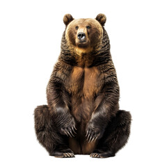 Fototapeta premium Brown Bear Standing Isolated transparent Background Wildlife