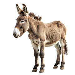Donkey Isolated Portrait Full Body Side View