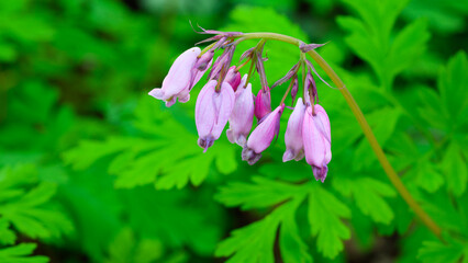 Group of pink Pacific Bleeding Heart Dicentra formosa hanging in front of green leaves