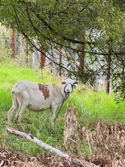 Chivo amarrado en el potrero