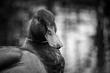 Close up of a mallard duck in black and white