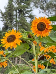 Obraz premium Lindas flores hermosas de girasol