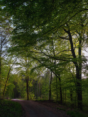 Stimmung Landschaft, Wald Marburg, Forst Marbach