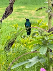 Hermoso colibrí en jardín