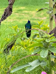 Colibrí bajo hojas de jardín