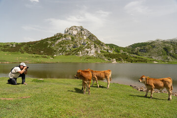 Enol lakes in covadonga asturias