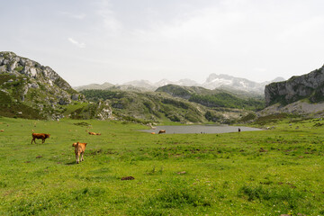 Enol lakes in covadonga asturias
