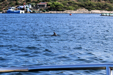 dolphin near the  island Murter, Croatia