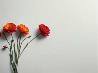 Obraz premium red poppy flowers