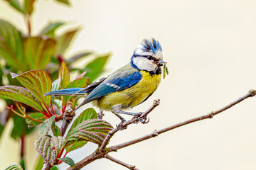 Eurasian blue tit (Cyanistes caeruleus) Passerine bird with caterpillars in the beak, feeding the chicks.  with blue cap, white cheeks, black Eyestripe's, green blue back, yellow belly and blue wings 