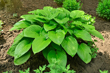 Hosta Guacomole plant