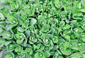 Sedum (Stonecrop) plant