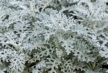 Dusty miller (Silver dust)