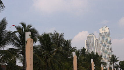 Fototapeta na wymiar Coconut trees blowing in the wind, green and cool. decorated with tall buildings.