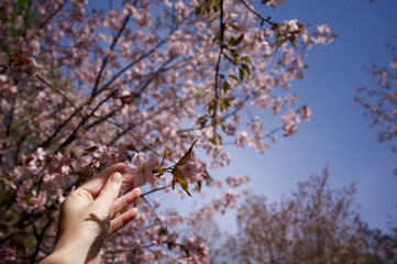 Beautiful cherry blossoms and blue sky, sakura garden.