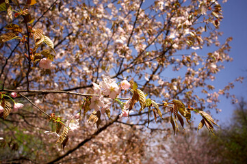 Beautiful cherry blossoms and blue sky, sakura garden.