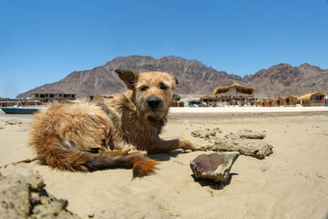 wet dog, near the sea baths, resting in the sun in the camp, on the shores of the Red Sea, against...