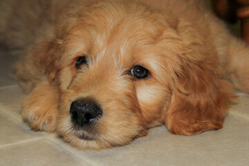 goldendoodle puppy