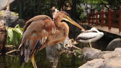 Red Heron Bird