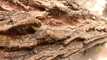 Portrait of the texture of a tree trunk